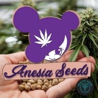 anesiaseeds