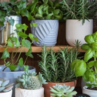 growing