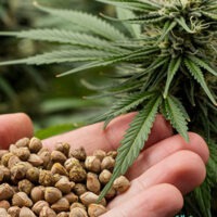 hemp seeds