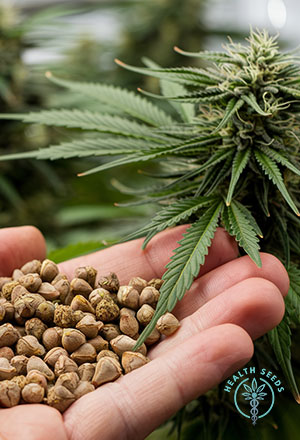hemp seeds