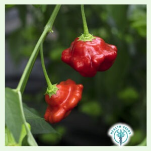 Атомная морская звезда