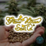 GREEN HOUSE SEEDS