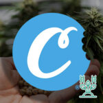 Гибридные семена COOKIES SEED BANK