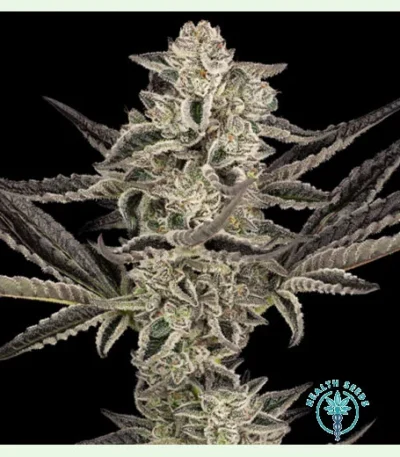 Purple Pickle Auto