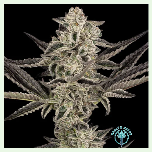 Purple-Pickle-Auto Purple Pickle Auto