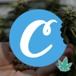 Индика COOKIES SEED BANK